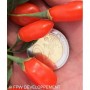 Plant de Goji PRINCESS TAO