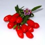 Plant de Goji PRINCESS TAO