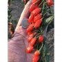 Plant de Goji PRINCESS TAO