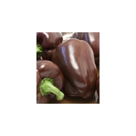 Plant de Poivron Choco