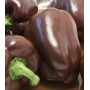Plant de Poivron Choco