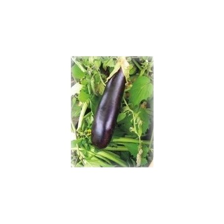 Plant d'Aubergine De Barbentane