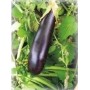 Plant d'Aubergine De Barbentane