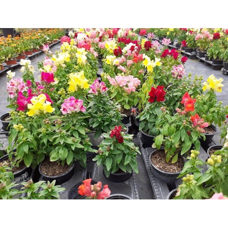 Muflier ou Gueule de Loup JAUNE