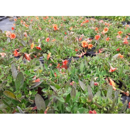 Calibrachoa ORANGE