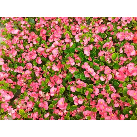 Bégonia ROSE