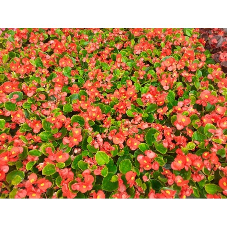 Bégonia ROUGE