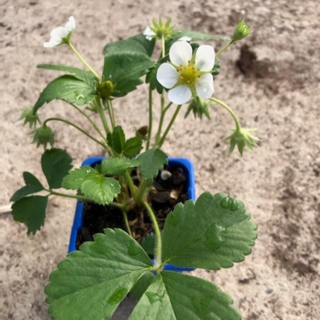 Plant de Fraisier Mara des Bois
