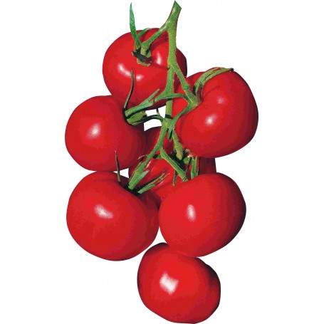 Plant de Tomate Agora F1