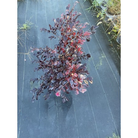 Loropetalum chinense 'Rouge de La Majorie'