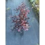 Loropetalum chinense 'Rouge de La Majorie'