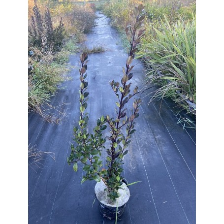 Ilex x meserveae, Houx 'Heckenblau'