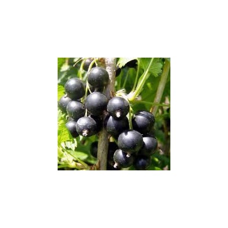 Plant de cassis Titania