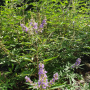 Vitex agnus-castus, Gattilier