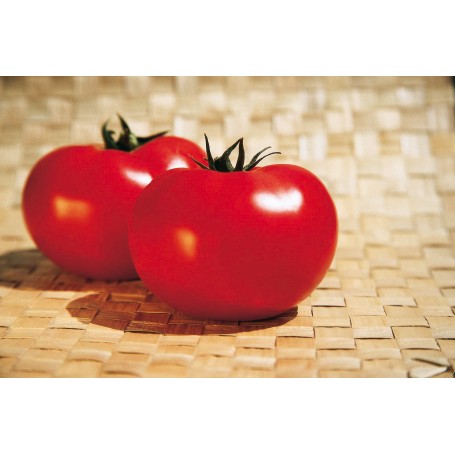 Plant de Tomate Fantasio F1