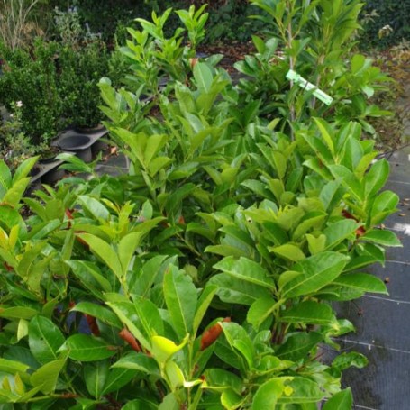Prunus laurocerasus, Laurier-cerise