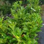 Prunus laurocerasus, Laurier-cerise