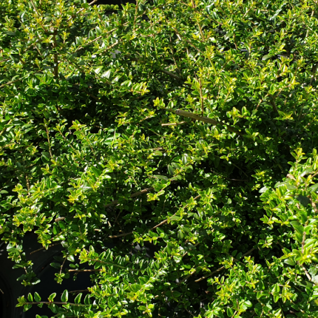 Lonicera nitida, Chèvrefeuille arbustif à feuilles de buis
