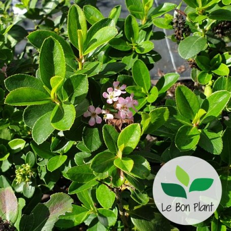 Escallonia laevis 'Pink Elle'