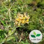 Buddleja x weyeriana, Arbre aux papillons 'Sungold'