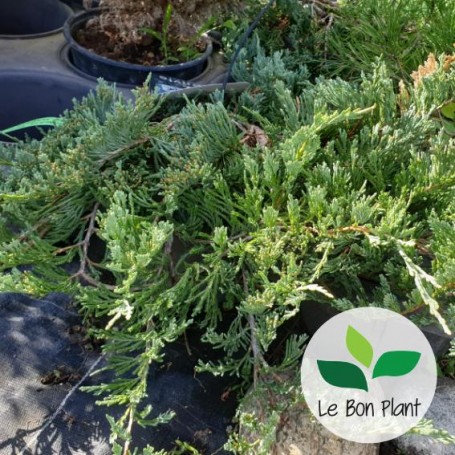 Juniperus horizontalis, Genévrier rampant 'Bar Harbor'