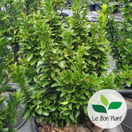 Euonymus japonicus, Fusain du Japon 'Paloma Blanca'