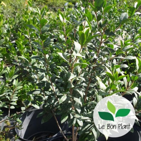 Myrtus communis, Myrte commun