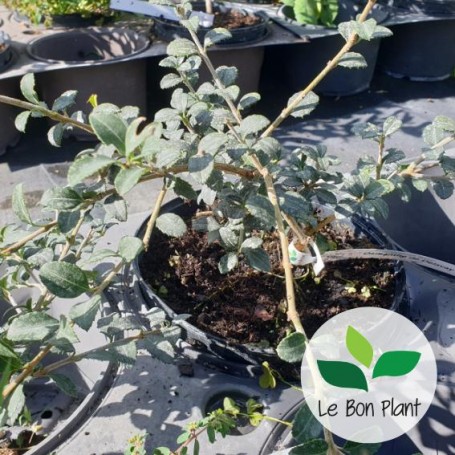 Osmanthus delavayi, Osmanthe de Delavay