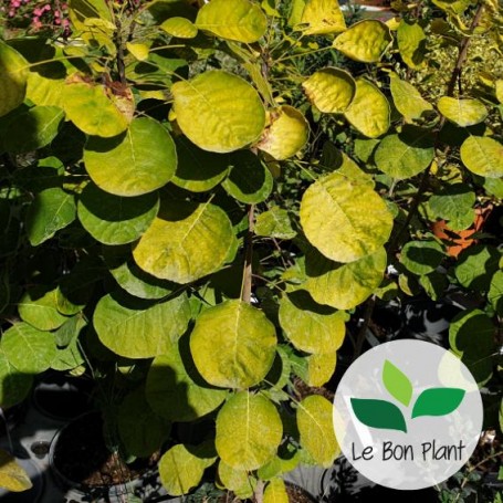 Cotinus coggygria, Arbre à perruque 'Golden Spirit'
