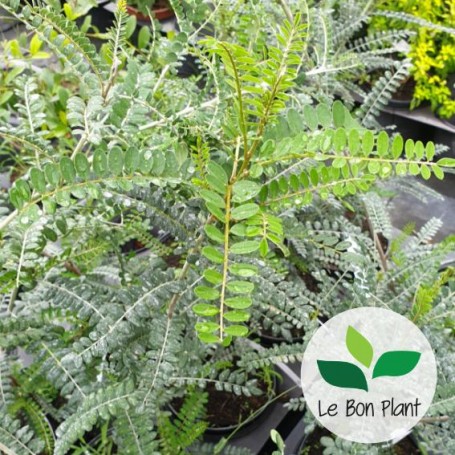 Sophora microphylla 'Sun King'