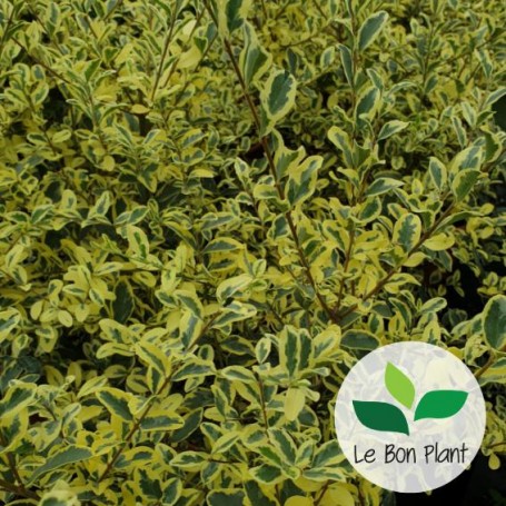 Ligustrum ibota, Troène 'Mulsi Muster'