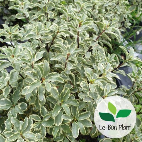 Pittosporum tenuifolium Variegatum