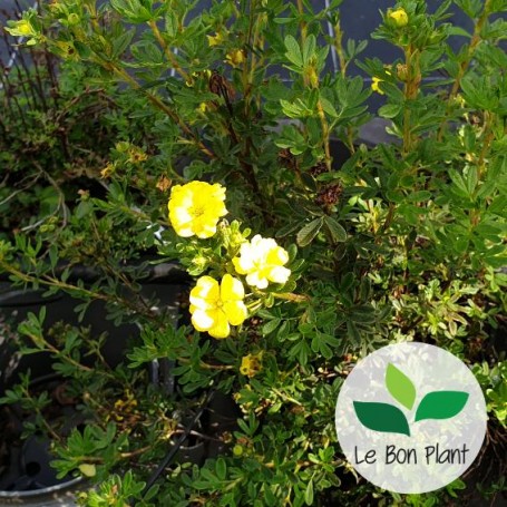 Potentilla fruticosa, Potentille arbustive 'Double Punch Gold'
