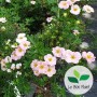 Potentilla fruticosa, Potentille arbustive 'Pink Paradise'