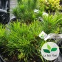 Pinus mugo, Pin des montagnes 'Mughus'