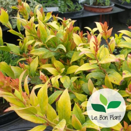 Leucothoe fontanesiana, Fleur de perle 'Little Flames'