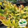 Leucothoe fontanesiana, Fleur de perle 'Little Flames'