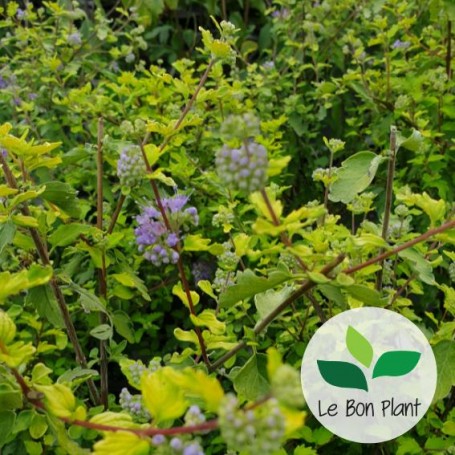 Caryopteris x clandonensis, Barbe-bleue 'Sunny Blue'