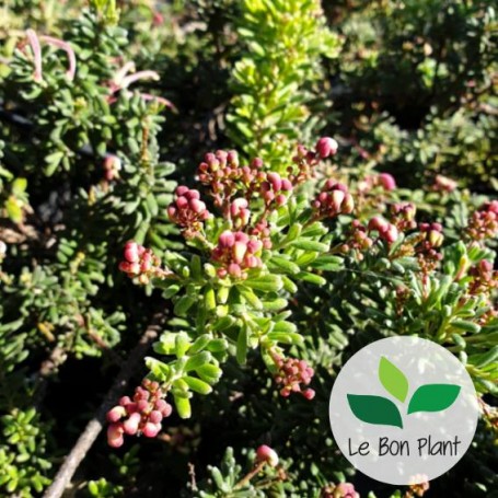 Grevillea lanigera, Grévillier laineux 'Mount Tamboritha'