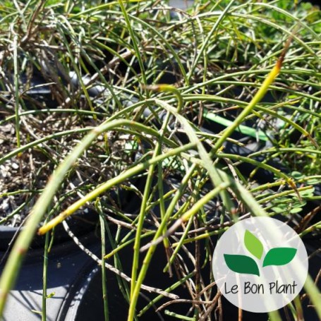 Genista lydia, Genêt de Lydie