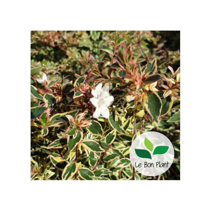 Abelia x grandiflora 'Confetti Conti'