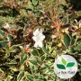 Abelia x grandiflora 'Confetti Conti'