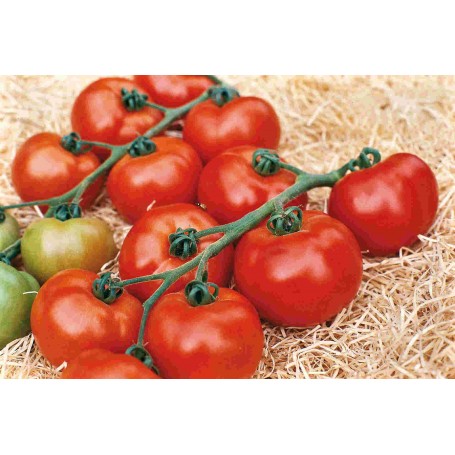 Plant de Tomate Paola F1