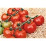 Plant de Tomate Paola F1
