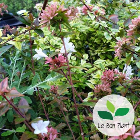 Abelia x grandiflora 'Kaleidoscope'