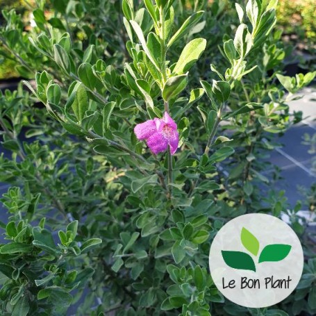 Leucophyllum frutescens, Sauge du désert