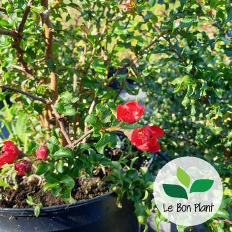 Chaenomeles superba, Cognassier du Japon 'Red Joy'