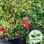 Chaenomeles superba, Cognassier du Japon 'Red Joy'