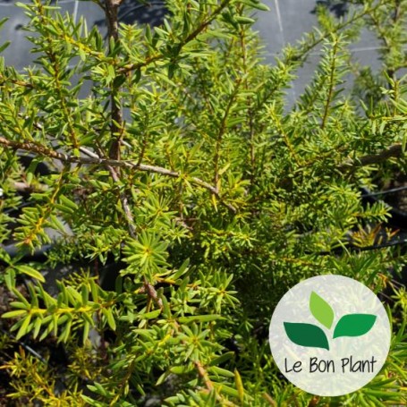 Grevillea rosmarinifolia, Grévillier à feuilles de romarin 'Jenkinsii'