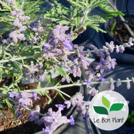 Perovskia atriplicifolia, Sauge de Sibérie 'Lacey Blue'